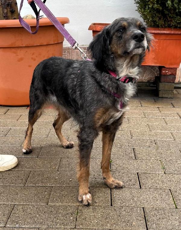 LILY DOLCISSIMA CAGNOLINA Foto 7